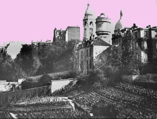 Avant, les vignes de Montmartre étaient en Noir & Blanc, mais ça c'était avant.