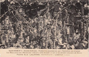 Le Baco noir, porte le nom de son papa, François Baco (Landes). c'est un hybride (Vitis labrusca - Vitis riparia) aujourd'hui presque disparu en France.