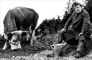 la vache et le prisonnier