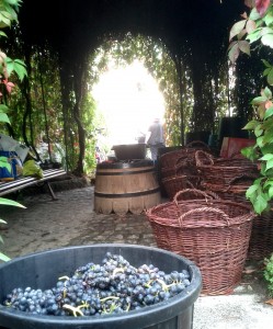 Vue champêtre et bucolique des vendanges à Montmartre